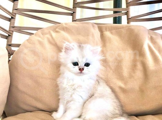 Gerçek Cins Kedi  görsel