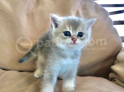 Gerçek Cins Kedi  görsel
