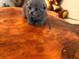 Gerçek Cins Kedi 