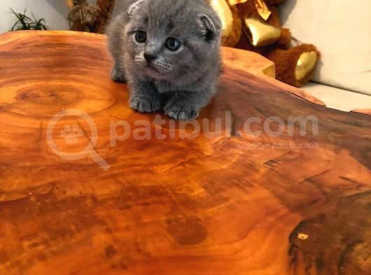 Gerçek Cins Kedi  görsel