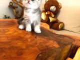 Gerçek Cins Kedi 