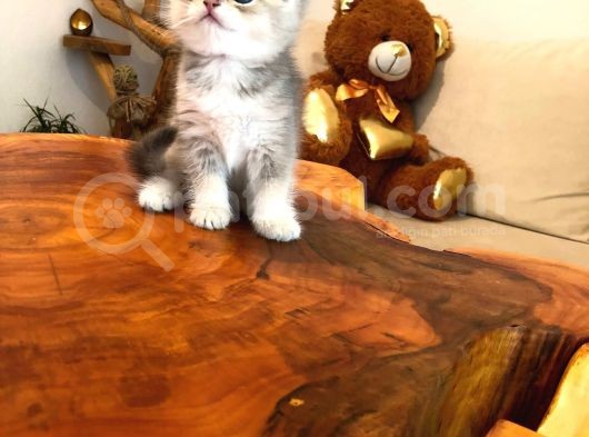Gerçek Cins Kedi  görsel