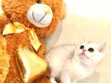 Gerçek Cins Kedi 