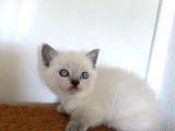 Gerçek Cins Kedi 