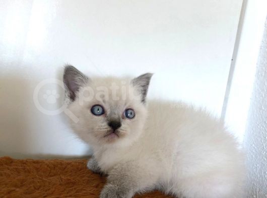 Gerçek Cins Kedi  görsel