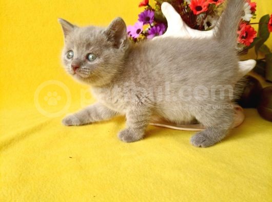 British Shorthair Yavruları Burada görsel