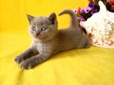 British Shorthair Yavruları Burada