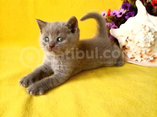 British Shorthair Yavruları Burada görsel