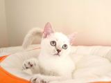 British Shorthair Yavruları