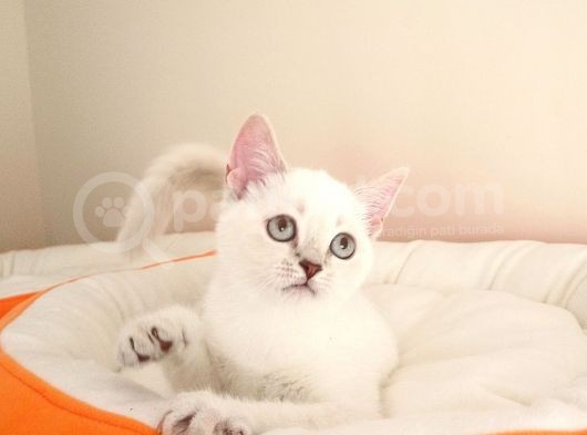 British Shorthair Yavruları