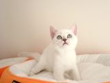 British Shorthair Yavruları