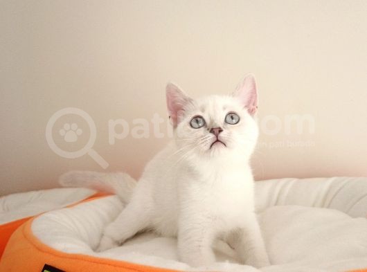 British Shorthair Yavruları görsel