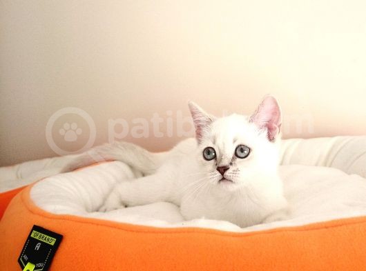 British Shorthair Yavruları görsel
