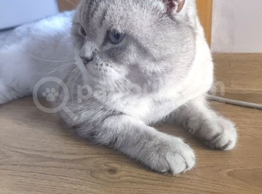 1.5 Yaşında Erkek British Shorthair görsel