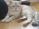 1.5 Yaşında Erkek British Shorthair