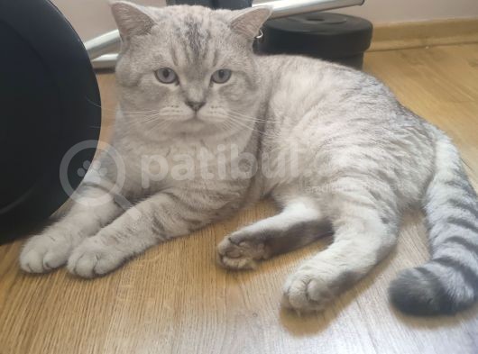 1.5 Yaşında Erkek British Shorthair görsel