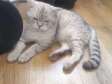 1.5 Yaşında Erkek British Shorthair