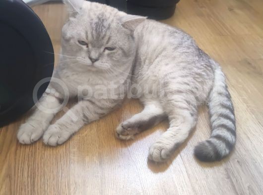 1.5 Yaşında Erkek British Shorthair görsel