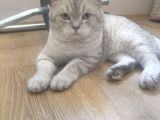 1.5 yaşında Erkek British Shorthair