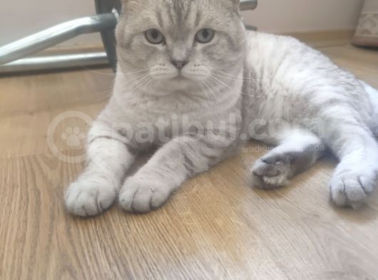 1.5 Yaşında Erkek British Shorthair