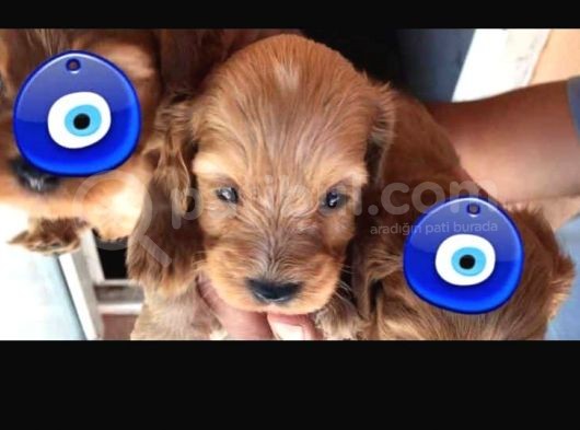 60 Günlük Hari̇ka Malti̇poo Ankara görsel