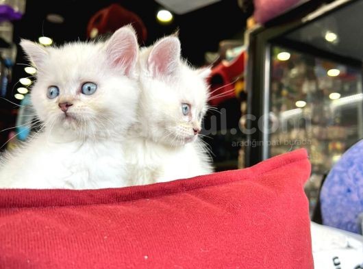 British Lynxpoint Short Hair Yavrularimiz görsel