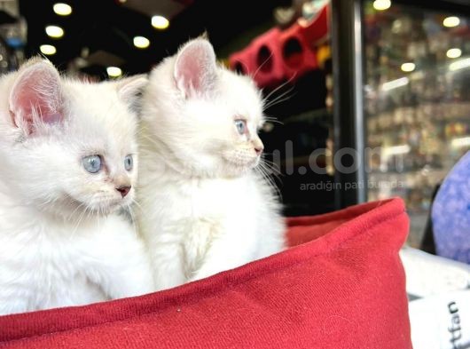 British Lynxpoint Short Hair Yavrularimiz görsel
