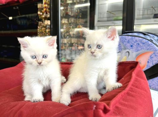 British Lynxpoint Short Hair Yavrularimiz görsel