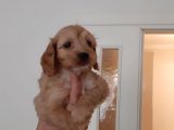 60 Günlük Hari̇ka Malti̇poo Ankara