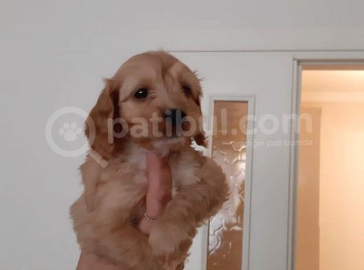 60 Günlük Hari̇ka Malti̇poo Ankara