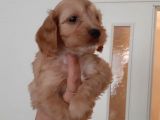 60 Günlük Hari̇ka Malti̇poo Ankara