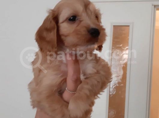 60 Günlük Hari̇ka Malti̇poo Ankara görsel