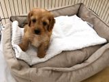 60 Günlük Hari̇ka Malti̇poo Ankara