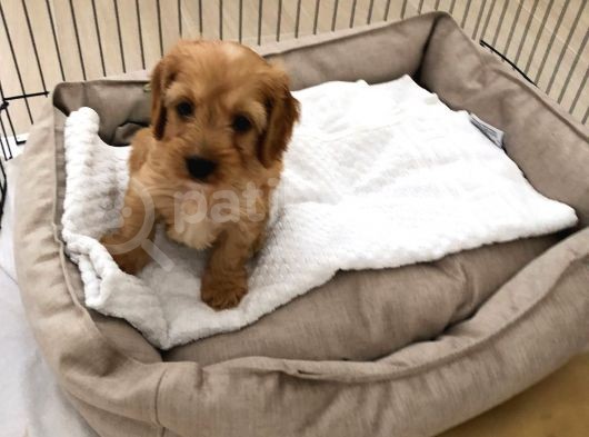 60 Günlük Hari̇ka Malti̇poo Ankara görsel