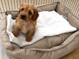 60 Günlük Hari̇ka Malti̇poo Ankara