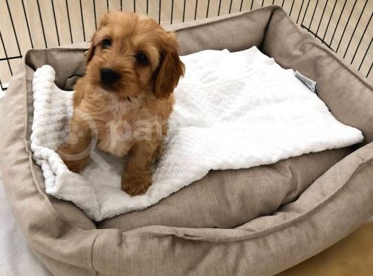 60 Günlük Hari̇ka Malti̇poo Ankara görsel