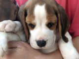 Çiftlikten Beagle Yavrular (Sdk)