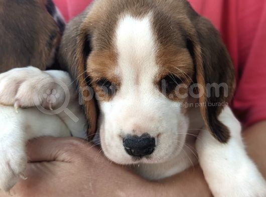 Çiftlikten Beagle Yavrular (Sdk) görsel