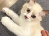Maviş Ragdoll