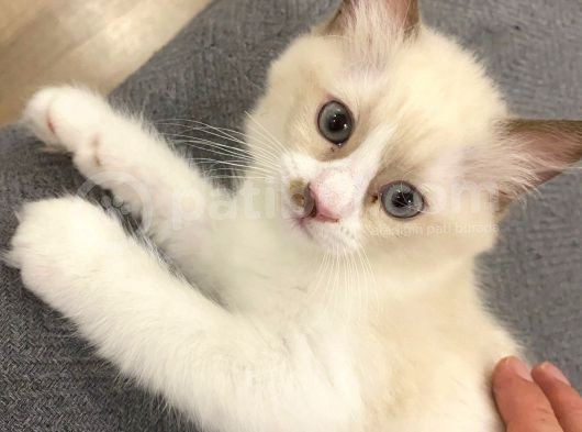 Maviş Ragdoll