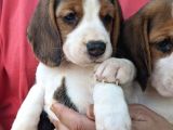 Çiftlikten Beagle Yavrular (Sdk)
