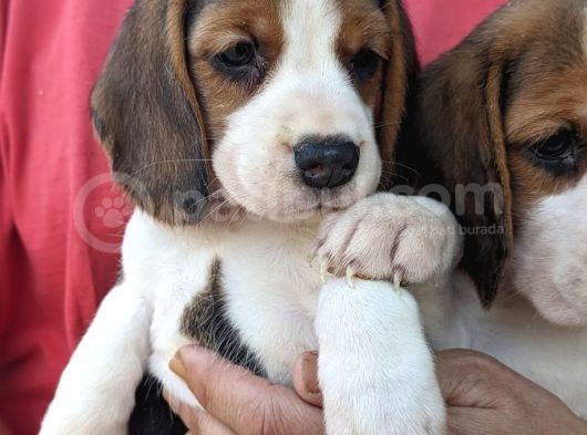 Çiftlikten Beagle Yavrular (Sdk) görsel
