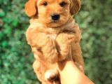 Teacup Malti̇po Yavrumuz