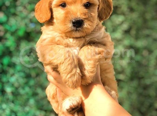 Teacup Malti̇po Yavrumuz görsel