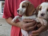 Çiftlikten Beagle Yavrular (Sdk)
