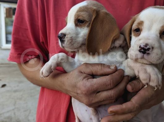 Çiftlikten Beagle Yavrular (Sdk) görsel