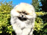 Si̇lver Di̇şi̇ Pomerani̇an