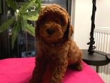 Safkan Red Toy Poodle Yavrular