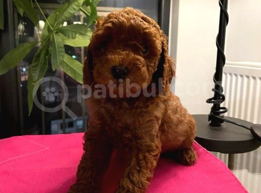 Safkan Red Toy Poodle Yavrular