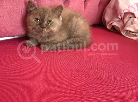 Ayıcık Yüzlü Dişi görsel